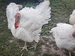 Discover the beauty of Big 6 turkeys on a peaceful farm! Perfect for poultry, agriculture, and nature lovers.