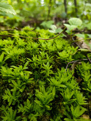 Close-up macro of bright green moss growing on the forest floor. Fresh natural texture with soft bokeh background.