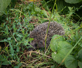 Adorable European hedgehog (Erinaceus europaeus) peeking through lush green grass in a natural...