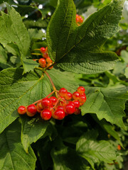 Close-up of ripe red viburnum berries on a branch surrounded by fresh green leaves. Natural summer background with detailed texture of leaves and fruit.