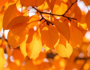 Obraz premium Vibrant autumn leaves in sunlight