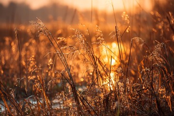 Golden hour bathes the reed bed in warm light, creating a tranquil and beautiful landscape with glistening dew drops on the grass