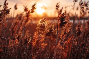 The golden hour casts a warm glow on the reed bed at sunset, creating a tranquil and beautiful landscape with a vibrant sky