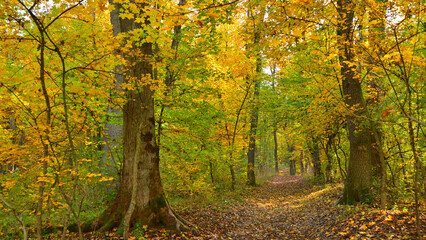 Fototapeta premium Via Transilvanica, beech forest in green and autumn gold 