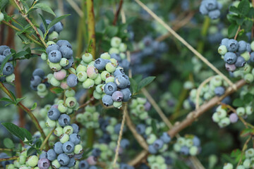 Ripe blueberries on bunch in an orchard