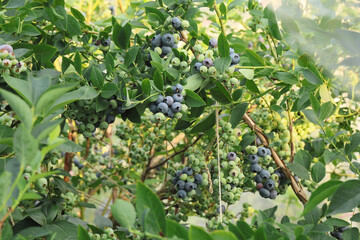 Ripe blueberries on bunch in an orchard