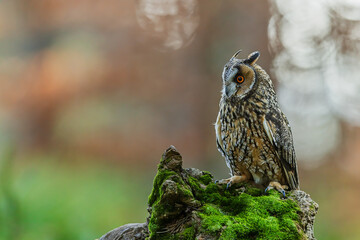 Perched Asio otus long-eared owl staring into forest distance
