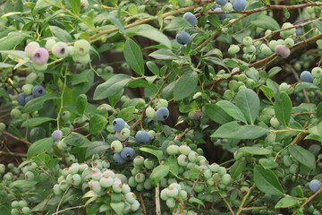 Ripe blueberries on bunch in an orchard