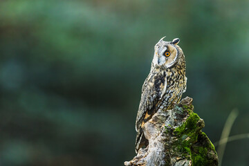 Long-eared owl Asio otus sitting on mossy forest stump quietly
