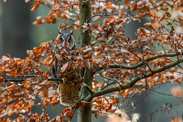 Long-eared owl Asio otus hidden among dry autumn leaves silently