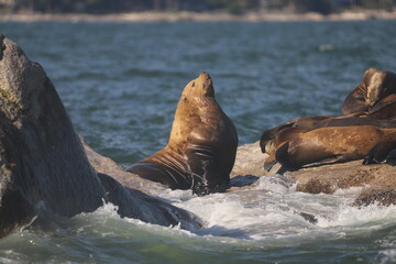 sea lion on the rocks off Canada