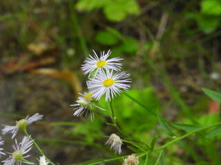  Small-Petaled Daisy-Like Flower in Garden