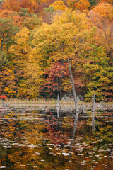 A beaver pond in October, surrounded by autumn foliage with trees in shades of yellow and gold