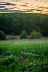 A vibrant, vertical shot of a field of tall green grass and purple wildflowers. The background features a thick forest under a soft, golden and pink cloudy sky, with power lines visible at the top.