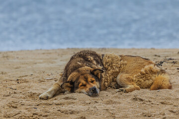 A sleeping dog rests peacefully on sand by the sea