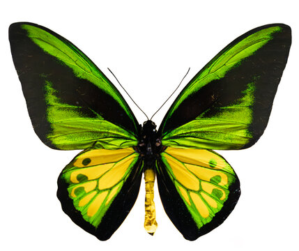 Green Birdwing Butterfly Isolated on White Background