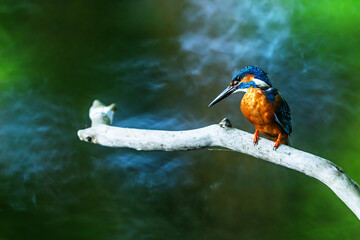 The Alcedo atthis Common Kingfisher Perches Quietly Above The Shimmering Water