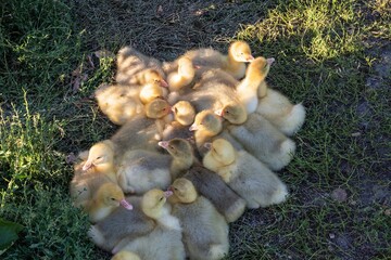 Fluffy yellow and grey goslings on the grass, basking in the warm sun. Adorable goslings with soft...