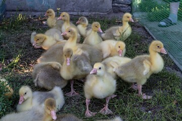 Close-up of several fluffy yellow goslings in an outdoor farm environment. Cute baby geese standing...
