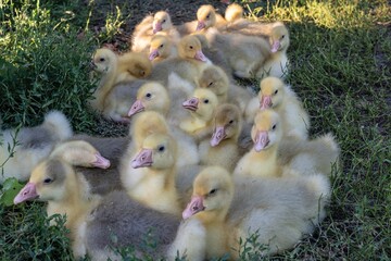 Fluffy yellow and grey goslings on the grass, basking in the warm sun. Adorable goslings with soft...