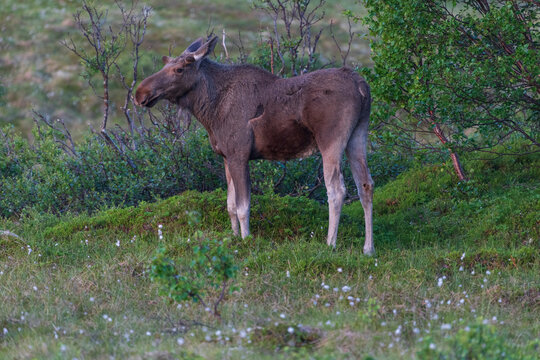 Moose inthe forist