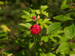 Red Roses in Full Bloom