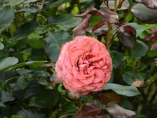 pink rose in garden