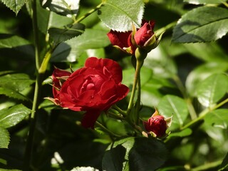 Red Roses in Full Bloom