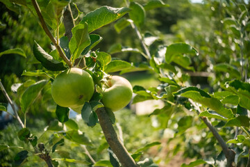 Green pear is ready to be harvested