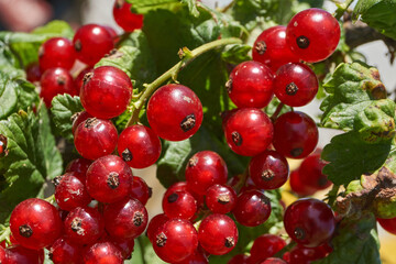A ripe bunch of currants. The currant is ripe in the garden.