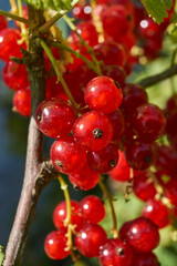 A ripe bunch of currants. The currant is ripe in the garden.