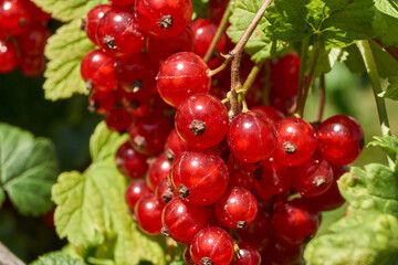 A ripe bunch of currants. The currant is ripe in the garden.