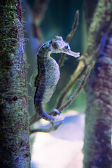 Seahorse