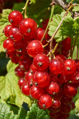 A ripe bunch of currants. The currant is ripe in the garden.