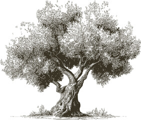 Intricate black and white illustration of a large olive tree with detailed branches. Vector illustration