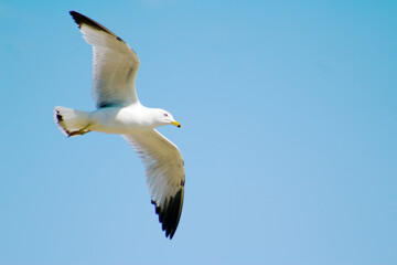 Seagull Flying Soaring in Blue Sky