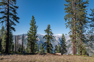 Washburn Point, Glacier Point Rd, Yosemite National Park, Mariposa County, California. Sierra Nevada. pine / Pinus