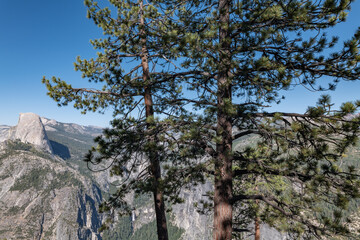 Washburn Point, Glacier Point Rd, Yosemite National Park, Mariposa County, California. Sierra Nevada.  pine / Pinus