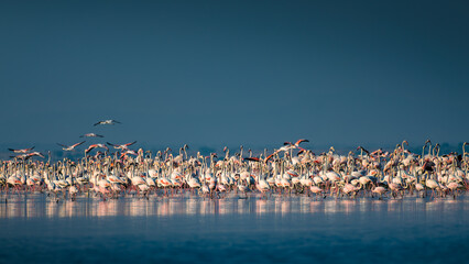 Large flock of greater flamingos wading in serene wetland waters under soft morning light. Wildlife photography capturing pink plumage, reflection, and migratory bird habitat in India. © Rohit Beniwal