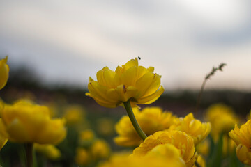 Obraz premium Yellow Flowers Bloom in a Vibrant Field During the Golden Hour of a Serene Evening