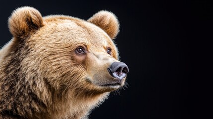 Obraz premium Front view of brown bear isolated on black background. Portrait of Kamchatka bear