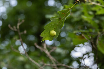 Fototapeta premium Close-up of a green leaf with a round gall