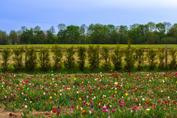 Vibrant Tulip Field Blooming Beneath a Cloudy Sky in Springtime Countryside