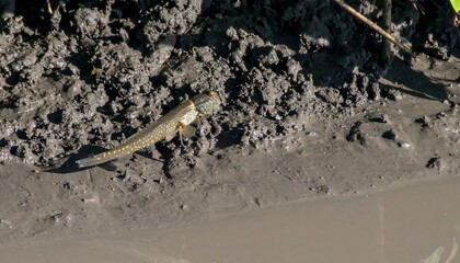 Small fish on muddy bank