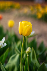 Bright Yellow Tulip Standing Tall Among Green Leaves in a Vibrant Spring Garden Full of Blooming Flowers