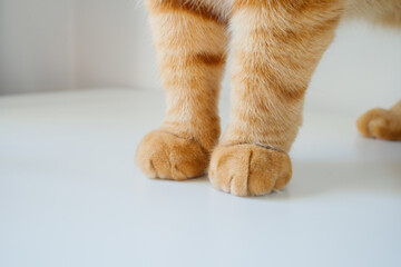 Orange cat's fluffy paws on white background with copy space
