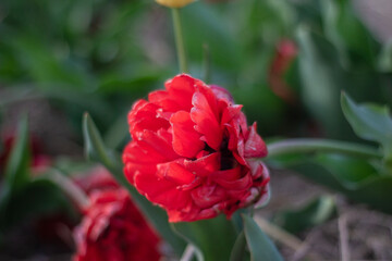 Obraz premium Vibrant Red Tulip Blooming in a Flower Garden During Early Spring