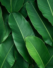 Obraz premium Close-up of lush green tropical leaves