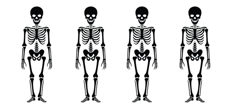 Four stylized human skeletons standing in a row