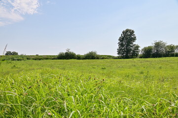 Field